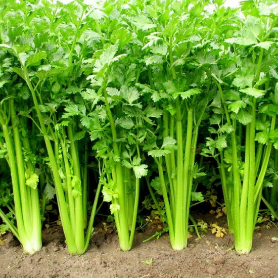 Rau cần tàu hữu cơ, tươi sạch